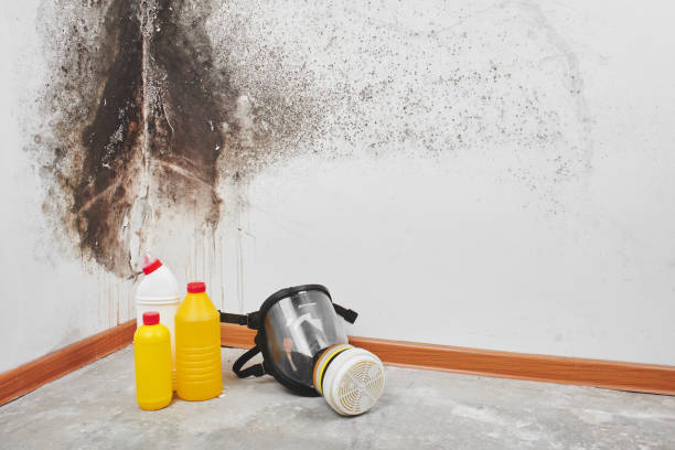 Certified Mold Removal in Milton, FL