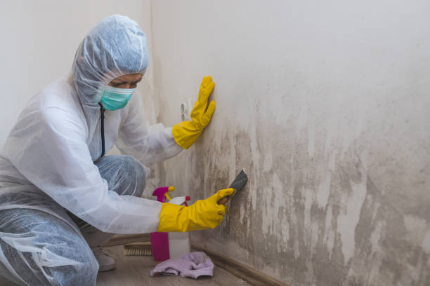 Professional Mold Removal in Milton, FL