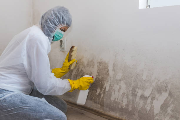 Best Fast Mold Removal  in Milton, FL