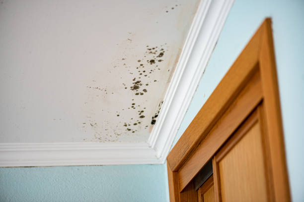 Best Professional Mold Removal  in Milton, FL