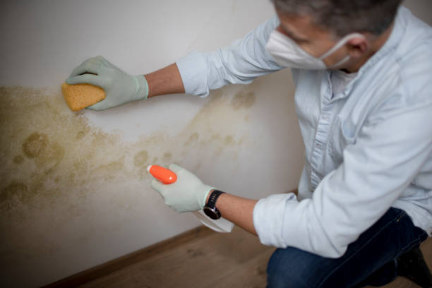 Best Certified Mold Removal  in Milton, FL