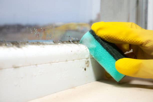 Best Toxic Mold Removal  in Milton, FL