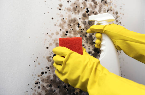 Best Emergency Mold Removal  in Milton, FL