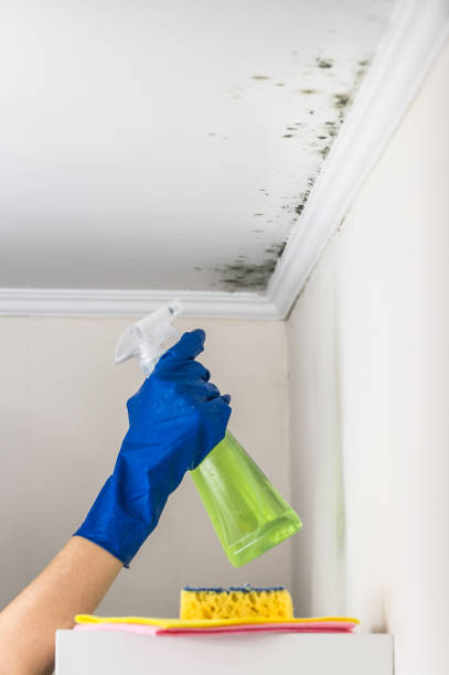 Best Mold Removal Company Near Me  in Milton, FL